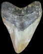 Huge, Megalodon Tooth - North Carolina #49524-1